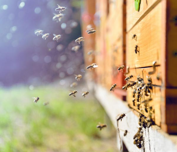 bees buzzing around brood chamber