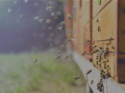 bees buzzing around brood chamber