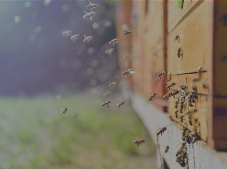 bees buzzing around brood chamber