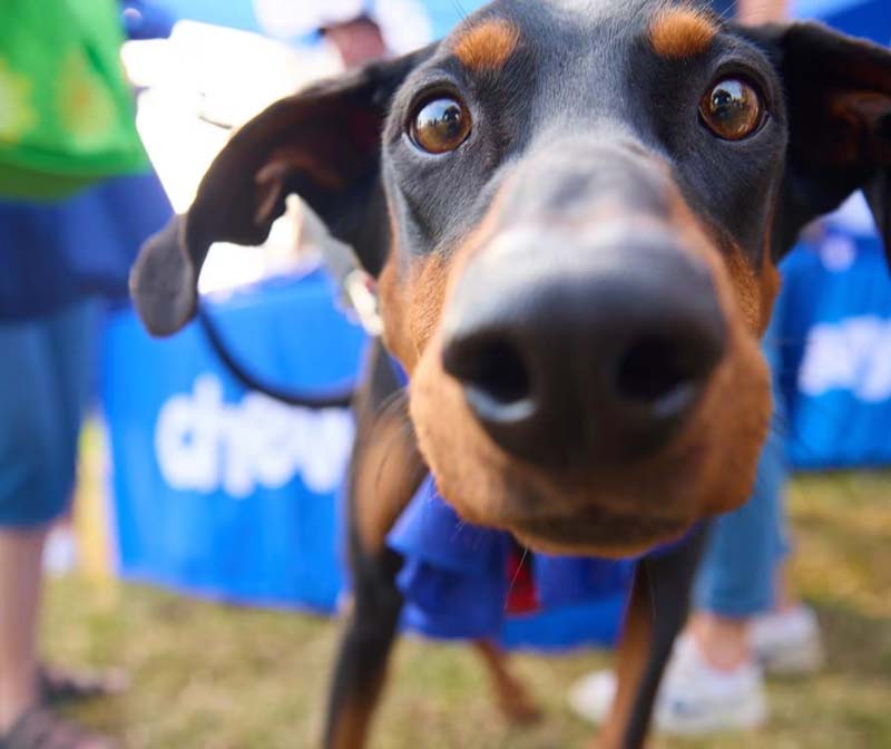 Dog behind Chewy branded object
