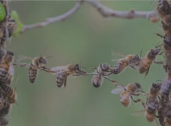 interlinking bees