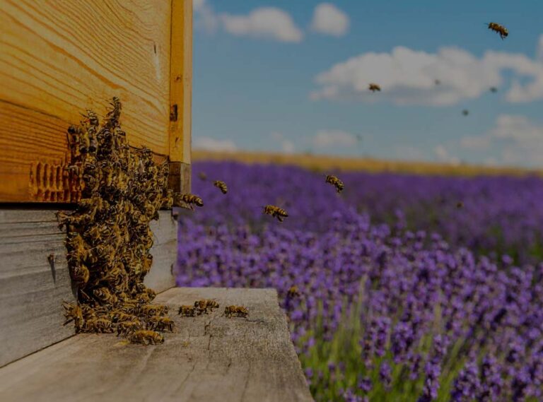 Bees in a Lavender field